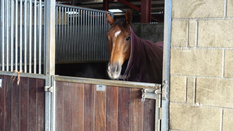The Last Samuri poking his nose out of his stable