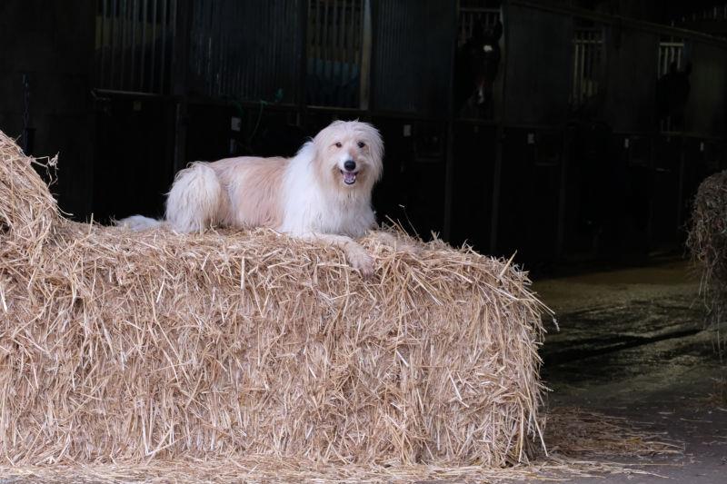 Bear starts his day on a bale of straw