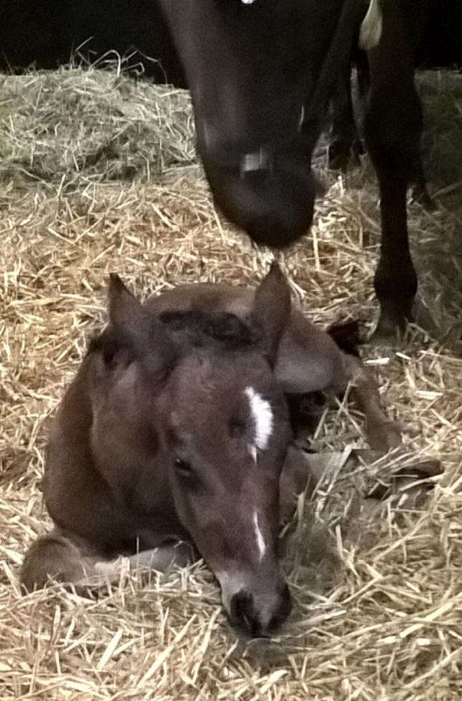 Mollys A Diva and her filly foal..