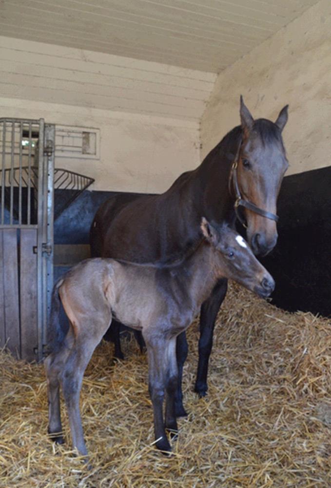 Amazing D'Azy with her colt foal by Kayf Tara
