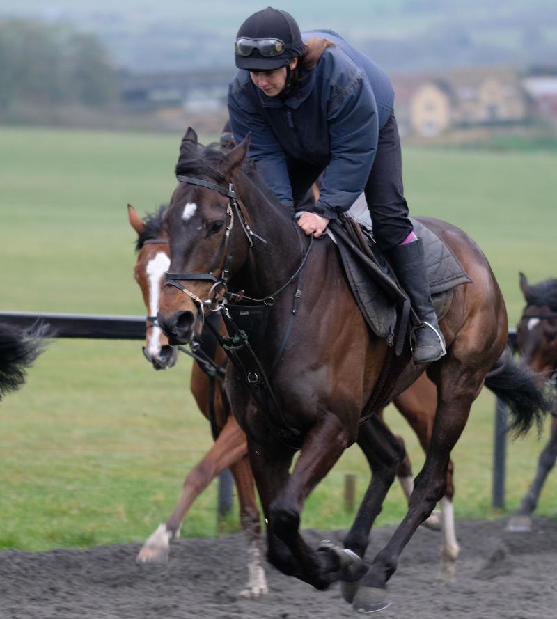 Minella Warrior who runs on the bumper tomorrow at Wetherby