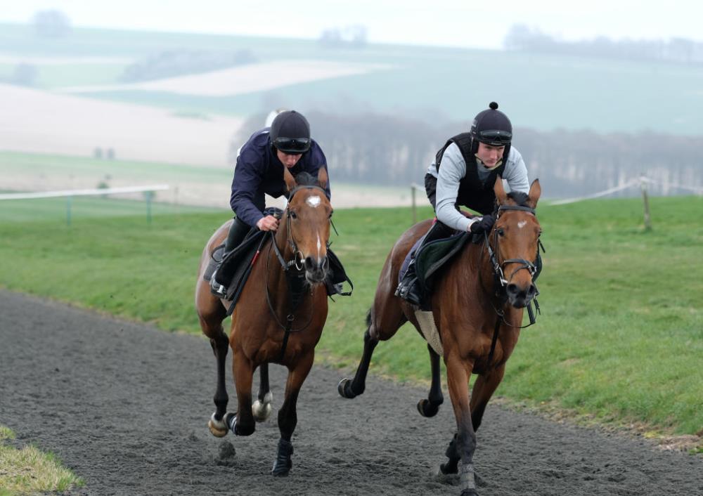El Presente and the Midnight Legend/Even flo filly working in Lambourn yesterday