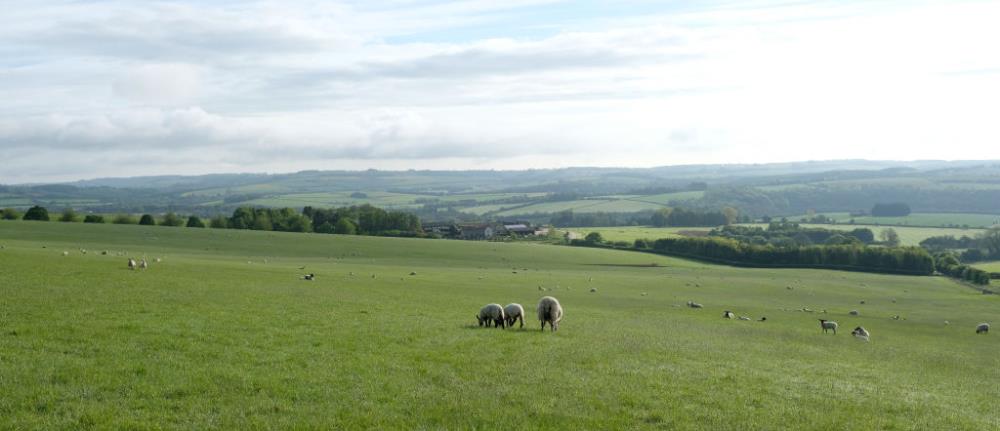 The view from the top of the gallops