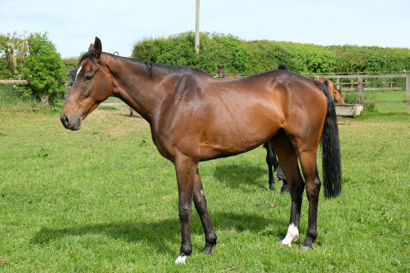 Station Master who won the bumper at Aintree 2 weeks ago.. He is for sale