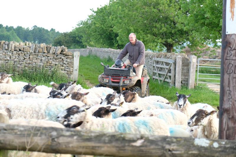 Gordon moving his sheep early this morning