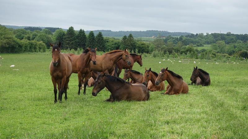 A very relaxed looking bunch of horses