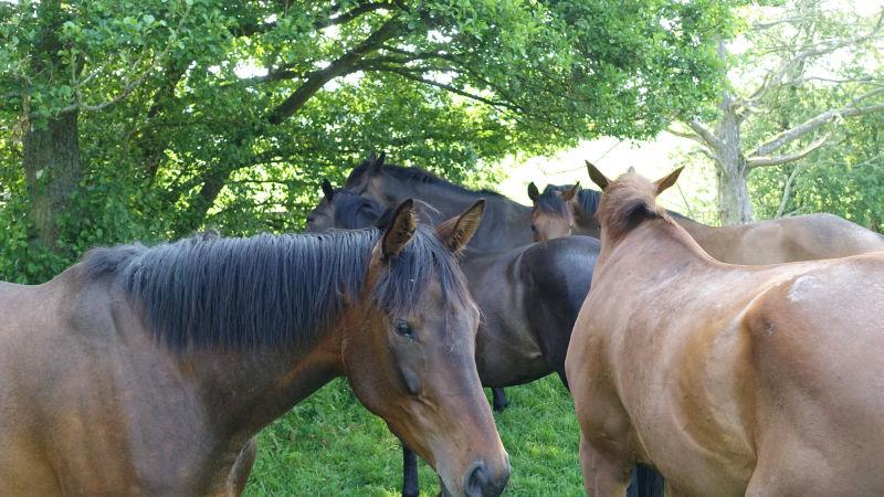 The mares huddled under the trees..