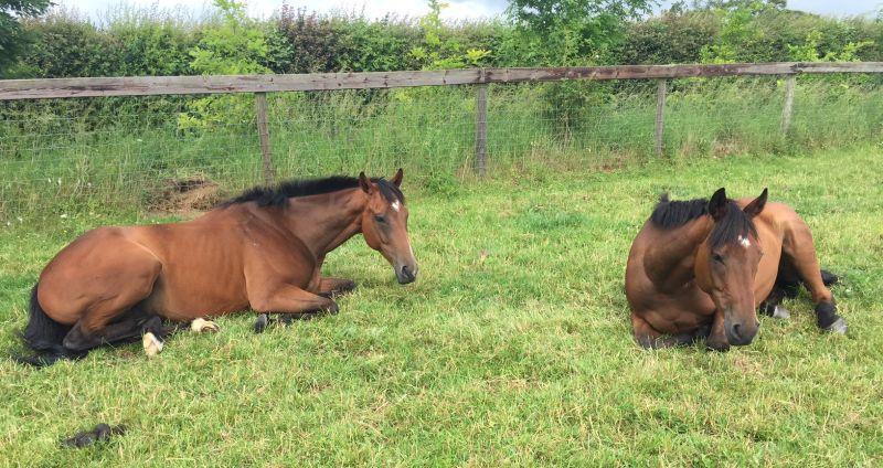 El Presente and Cresswell Legend having a lie in!