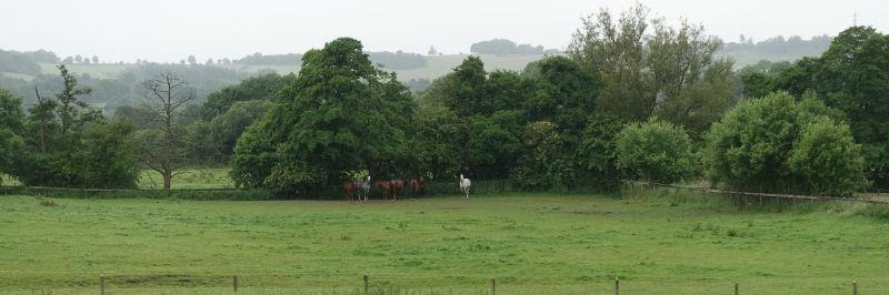 Horses sheltering under the trees last night.. from the rain