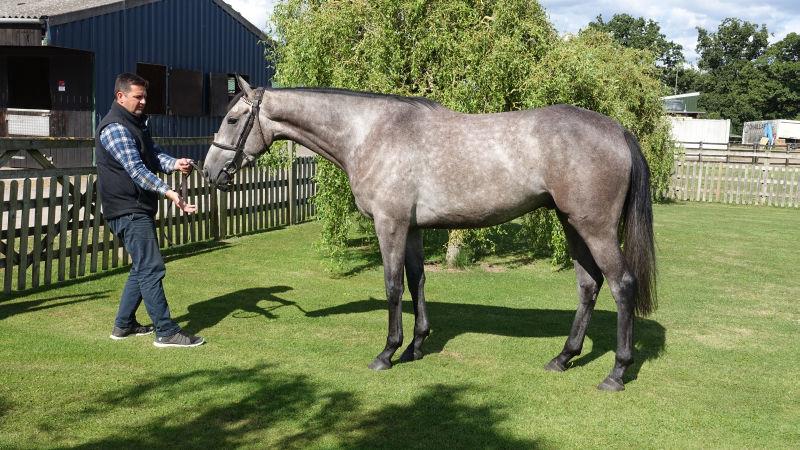 Lot 52 at last weeks sale.. The Fame and Glory 3 year old gelding..