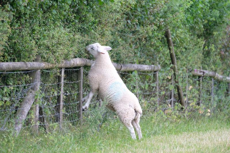 One of Gordon's sheep fancies a bit of hedge trimming.. Dorothy?