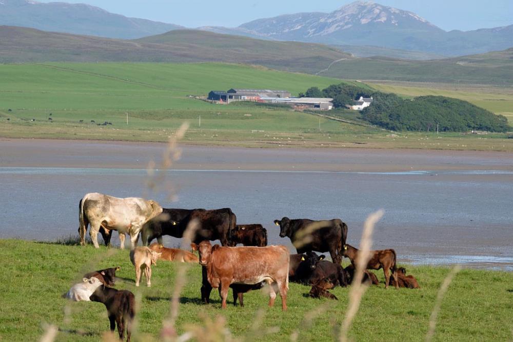 Cows relaxing near Gruinart on the Isle Of Islay