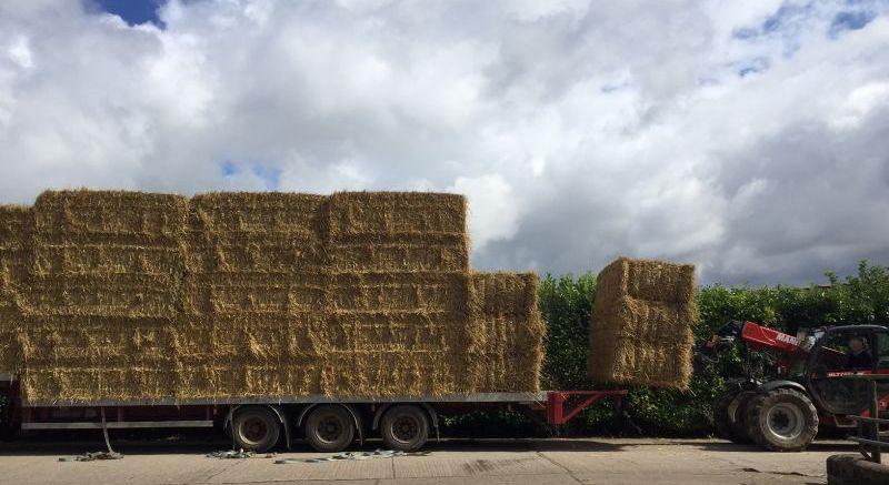 Pat very kindly help unload the straw delivery