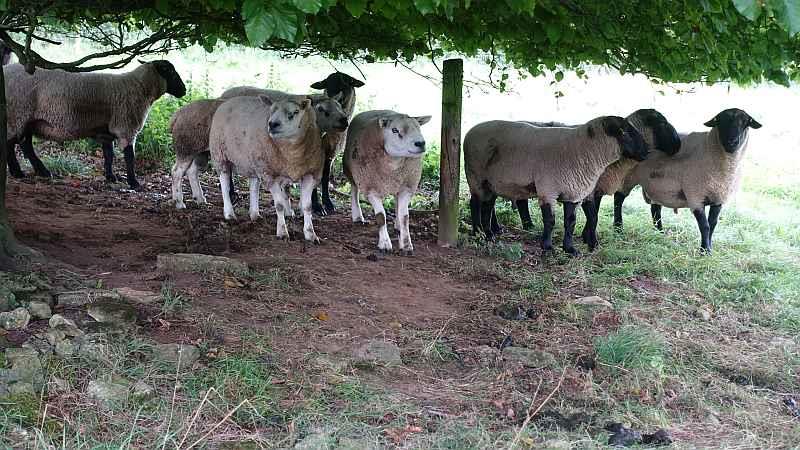 Some of Gordon's rams.. busy time ahead?