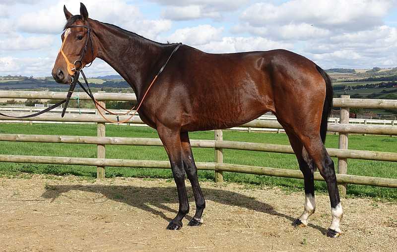 Sea Story who arrived here from pre training with Willie Bryon .. Owned and bred by Emma Buchanan and John and Susie Kottler