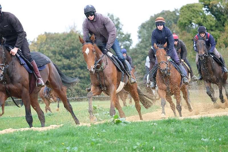 Third lot on the round gallop