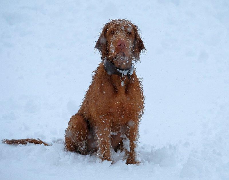 Dougie has not seen snow before..