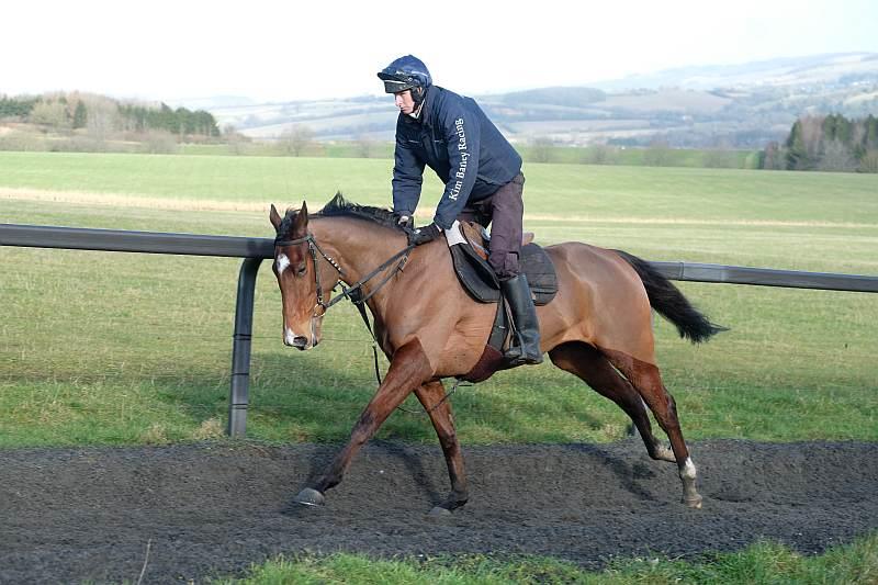 4 year old gelding by Morozov out of Lucy Jane.. For Sale..