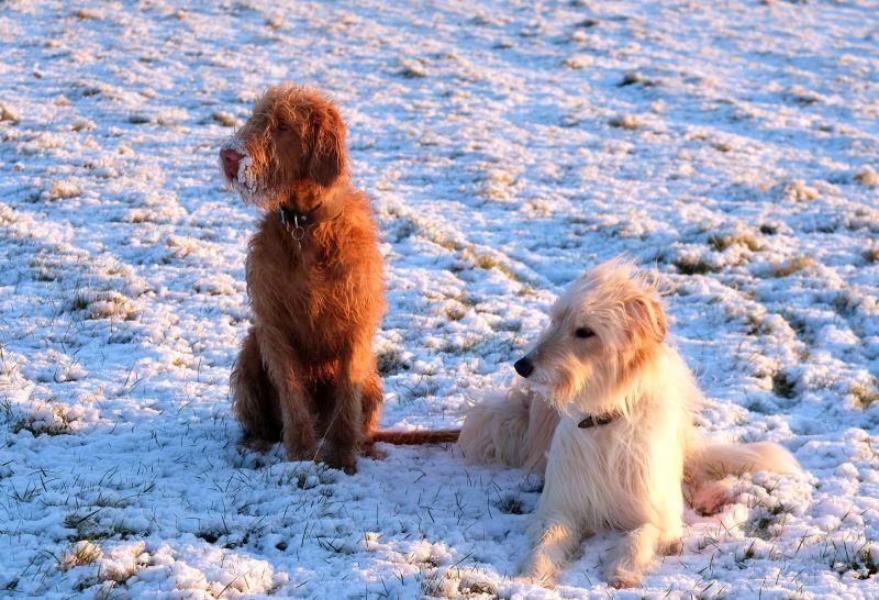 Dougie and Bear in the snow