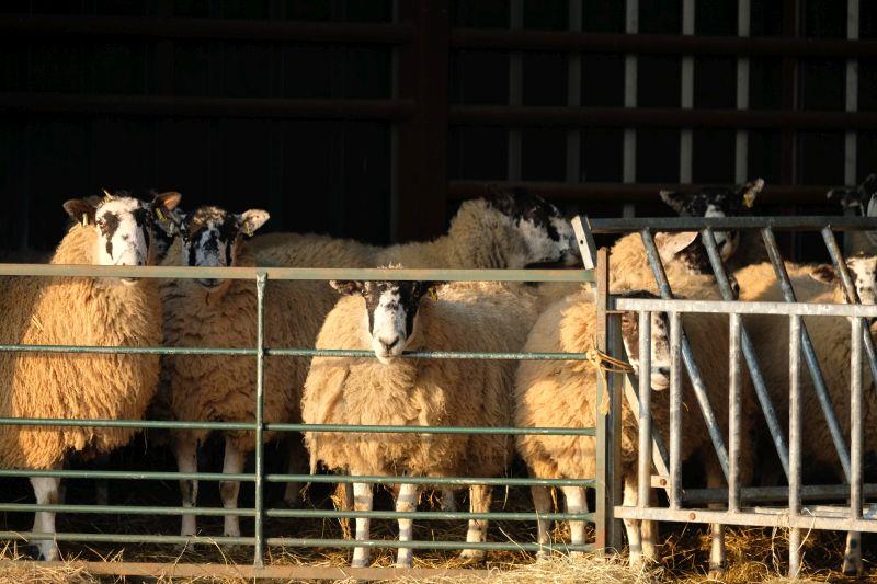 Gordon's sheep enjoying the morning sun