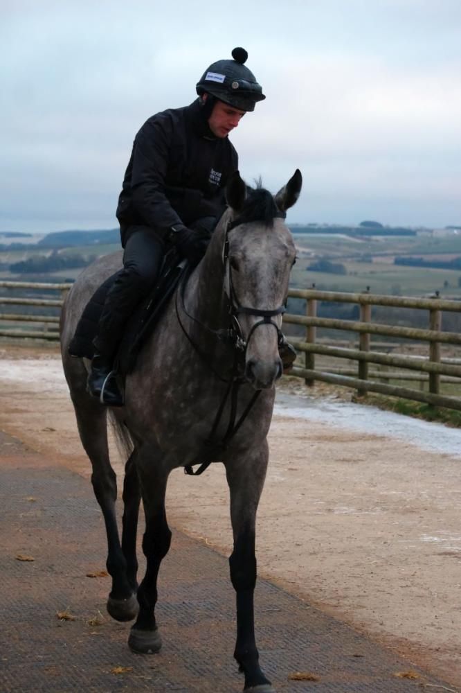 David Bass pulling out first lot on the aptly named Mr Grey Sky