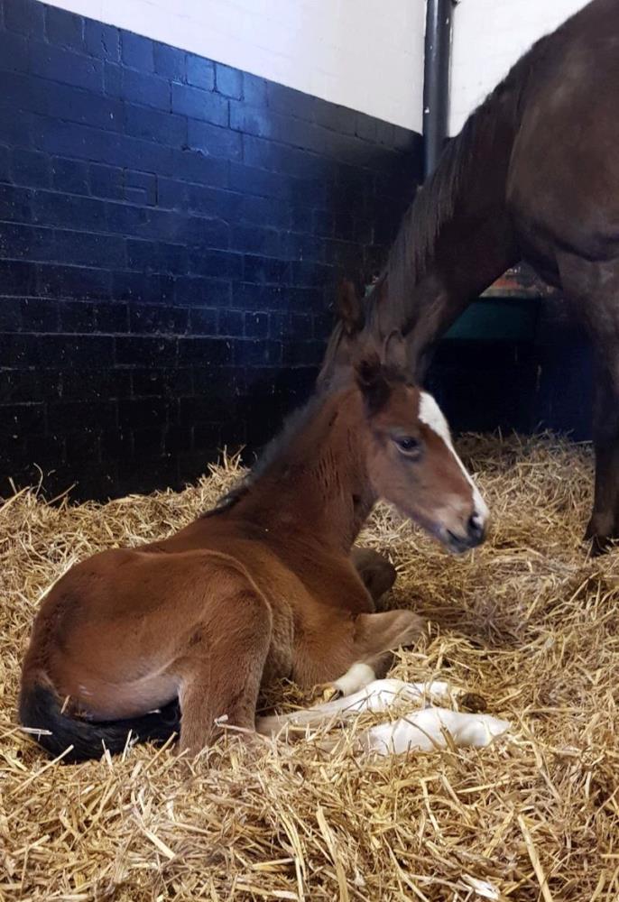 Mollys A Diva's colt foal by Scorpion... Born yesterday morning