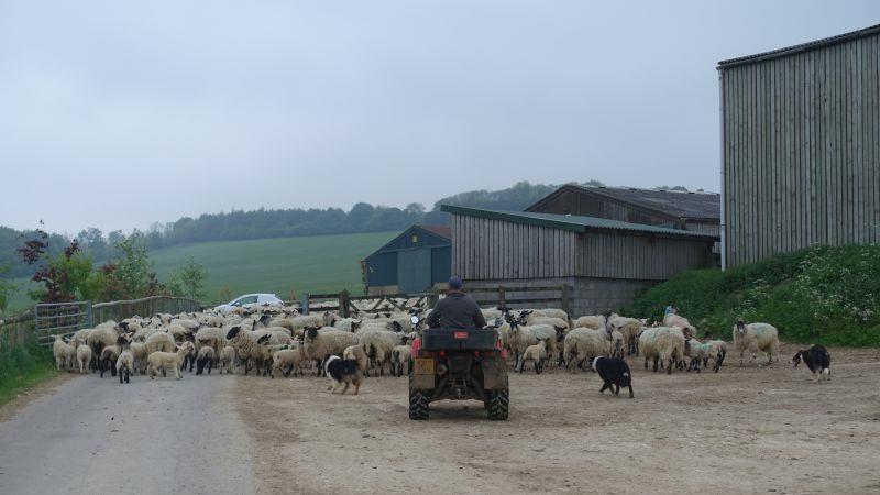 Gordon moving sheep early this morning