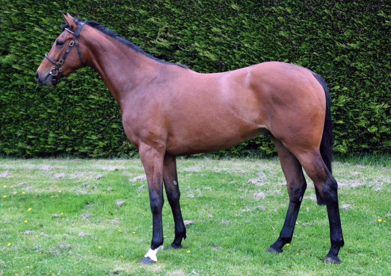 Fame And Glory 3 year old gelding. Lot 43..