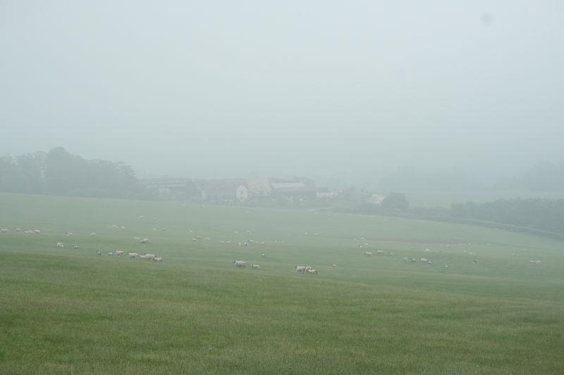 Not the greatest view from the top of our gallops first lot this morning. misty