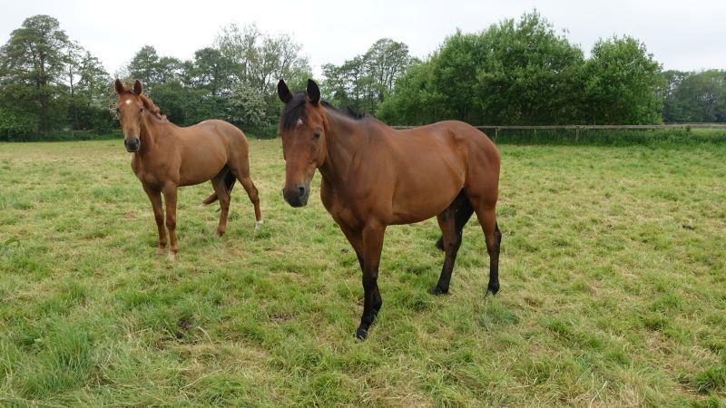 Midnight Legend 4 year old and Cresswell Legend who is also by Midnight Legend
