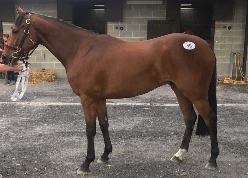 Lot 19 Fame and Glory 3 year old gelding.. For Sale