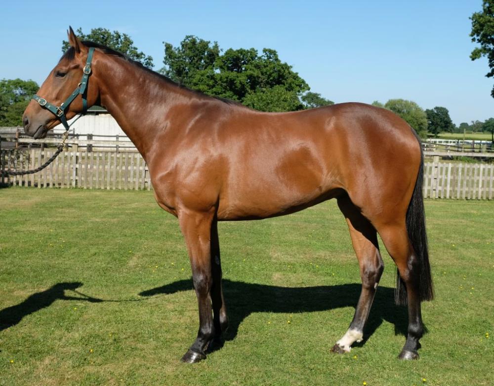 3 year old gelding by Fame and Glory out of Princess Oriane... For Sale