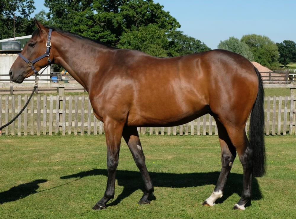 3 year old gelding by Flemensfirth out of Annalecky owned by Phil and Gill Andrews