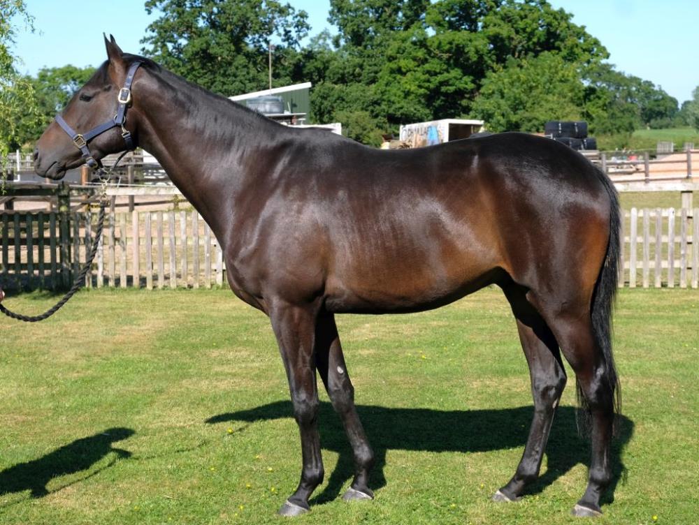 3 year old gelding by Great Pretender out of Very Special One.. Owned by Phil and Gill Andrews