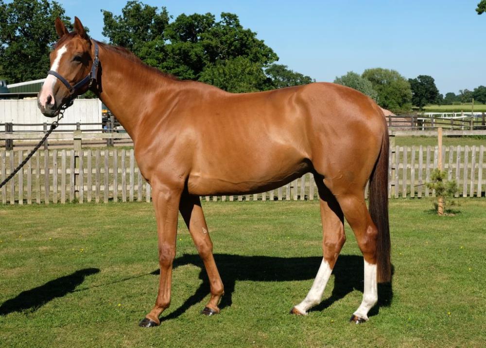 3 year old gelding by Schiaparelli out of La Marette.. For Sale