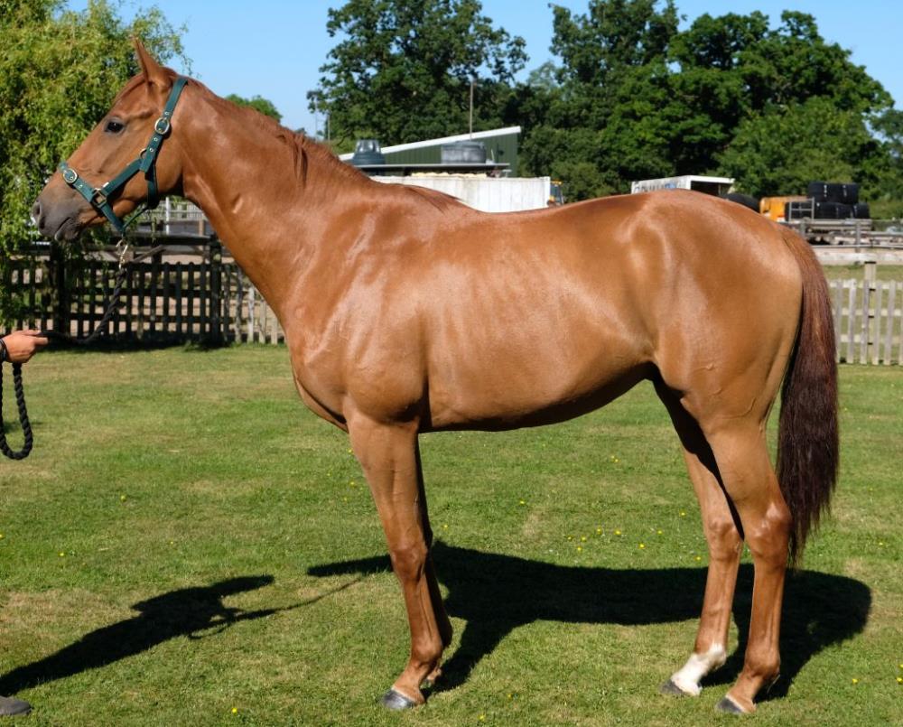 3 year old gelding by Shantou out of Spanker.. For Sale.. you could have fun naming this chap?!