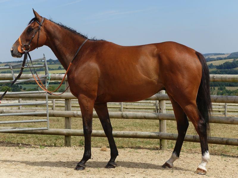 4 year old gelding by Morozov out Lucy Jane - For sale.