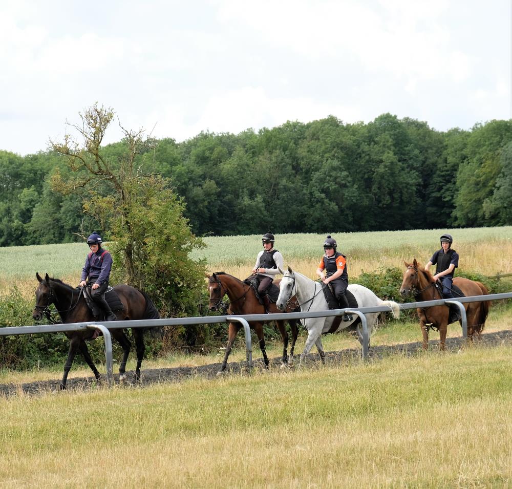 Horses on the gallops before work begins this morning