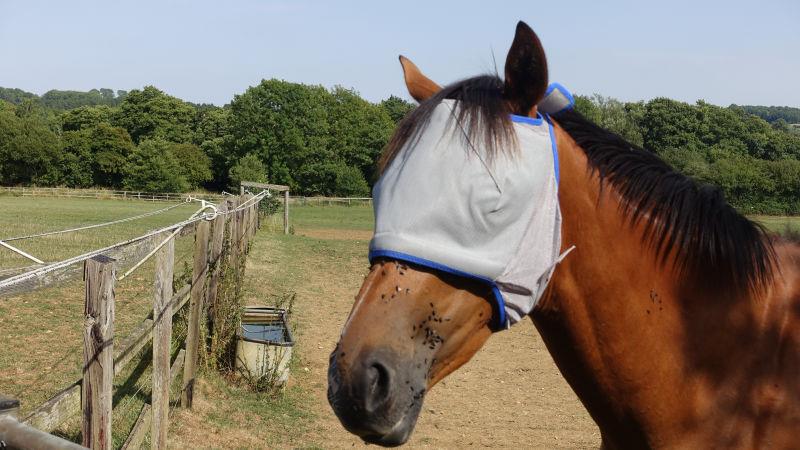 The flies have been awful recently .. so bad that we have had to put fly masks on the youngsters out in the fields.. Hula Baloo