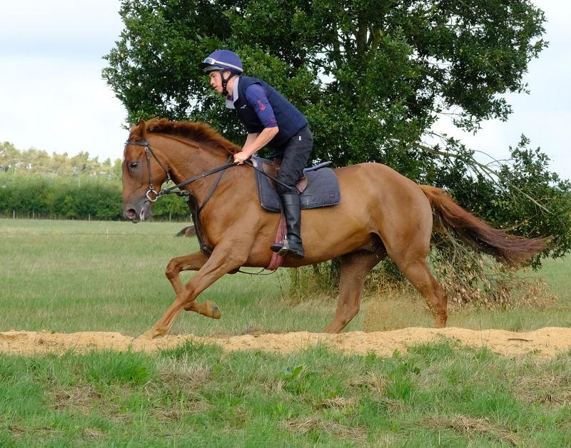 Midnight Legend 3 year old gelding out of Real Treasure.. For Sale