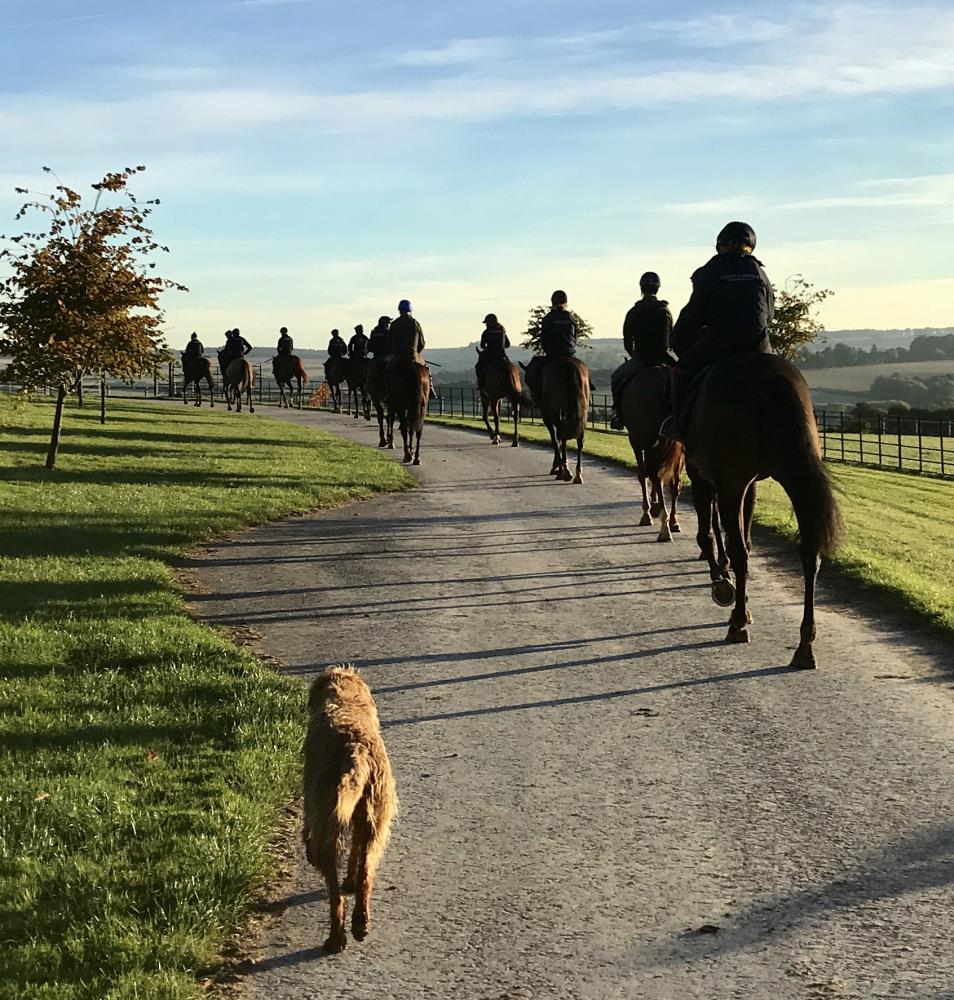 Horses on their way back from the gallops this morning
