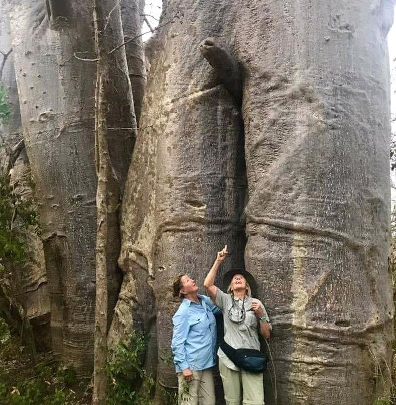 Jane Starkey and Edith McBean pose underneath an enormous Baobob tree…Edith points outs its disappointing branch..