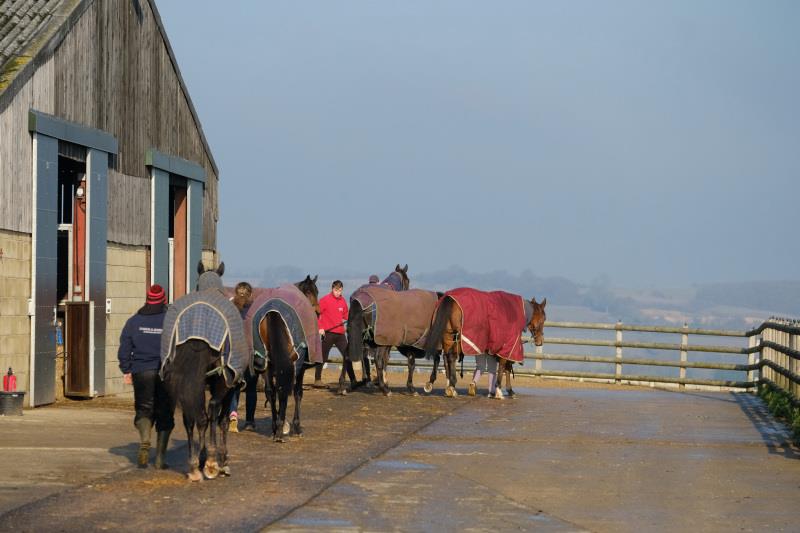 Horses heading to the fields yesterday.. we turn out many every day