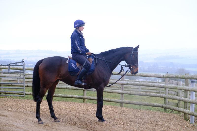 Royal Supremo after his first canter back after his winter break