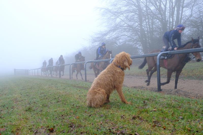 Dougie watching second lot.. we coud not see first lot as it was far too foggy.