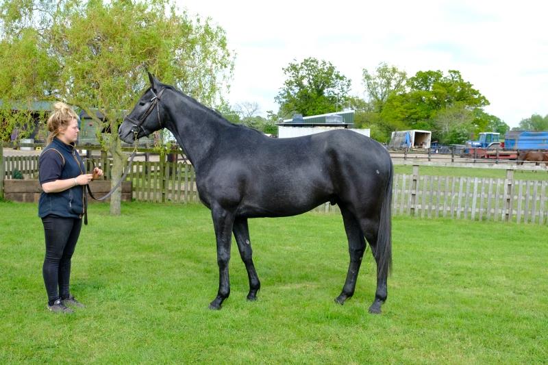 Iain Buchan's home bred 3 year old gelding Fair Mix out of Ruby Crown