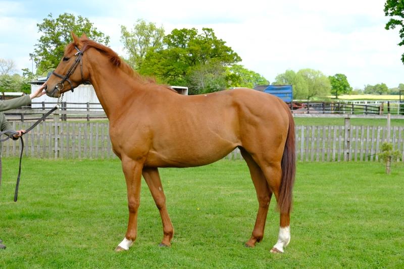 3 year old filly by Schiaparelli out of Miniture Rose