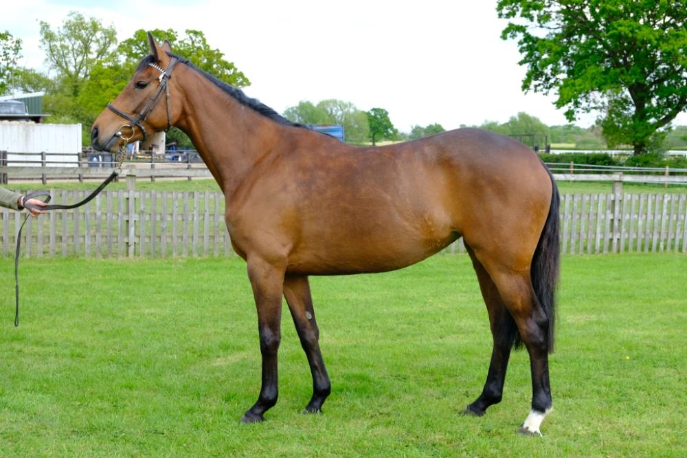 Sandra Steer-Fowlers home bred 3 year old filly by Midnight Legend out of Real Treasure