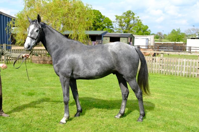 Iain Buchan's 4 year old home bred gelding by Fair Mix out of Ruby Crown