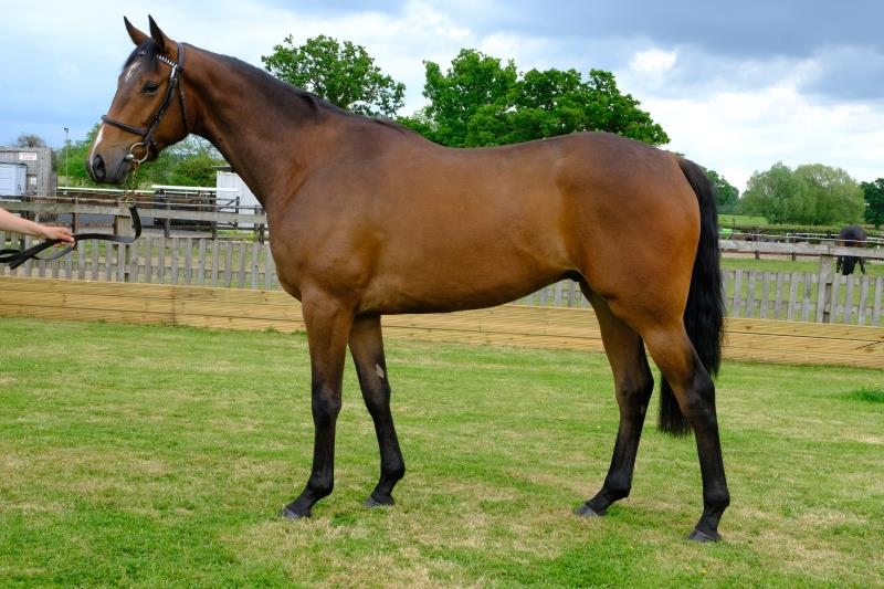 3 year old gelding by Valirann out of Broken Thought.. For sale